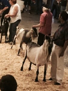 FullSizeRender_5 (2)